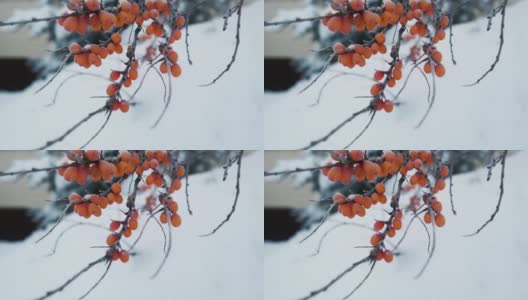 俄罗斯的冬季自然风光高清在线视频素材下载