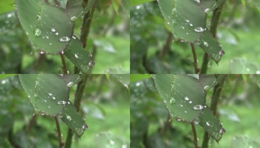 一场大雨过后，春雨滴在树叶上是美丽的，清晰得像一声哨子高清在线视频素材下载