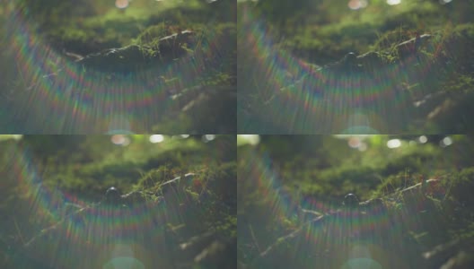 一只甲虫在森林苔藓上行走的4K电影镜头。（4）高清在线视频素材下载