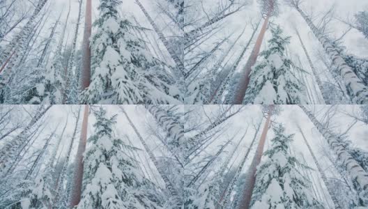 有滑雪道的冬季森林。被雪覆盖的混合雪林高清在线视频素材下载