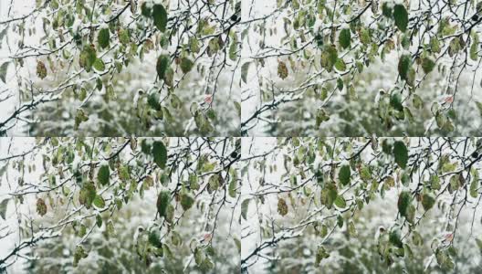 HD:白雪中的绿叶高清在线视频素材下载