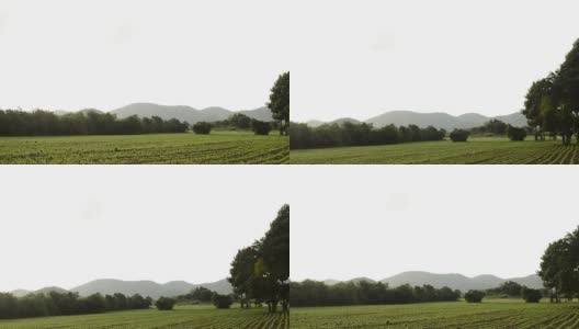 鹤拍摄的树。全高清视频高清在线视频素材下载