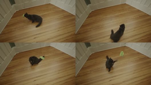 黑色毛茸茸的小猫跳着玩高清在线视频素材下载