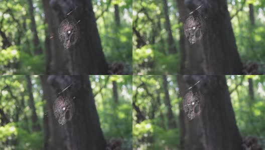 五彩的蜘蛛网倾注在阳光下的森林里。蜘蛛织蜘蛛网高清在线视频素材下载