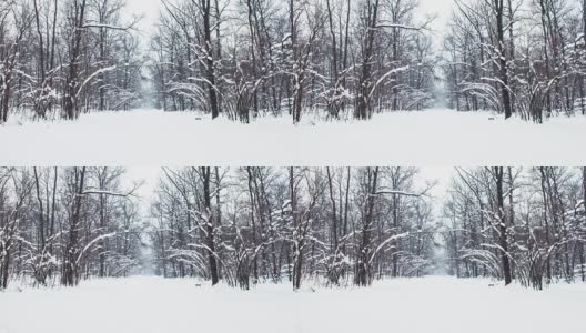 在一个树木被雪覆盖的冬季公园里飘落的雪花，慢镜头高清在线视频素材下载