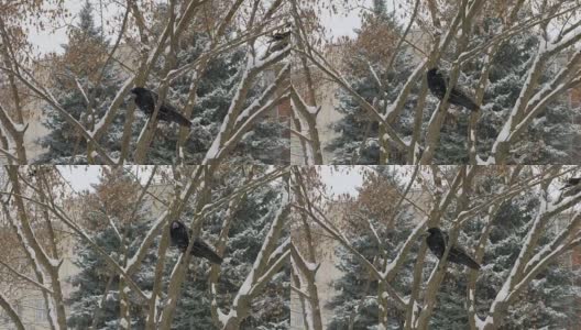 鸟儿白嘴鸦栖息在树枝上，雪花从空中飘落高清在线视频素材下载