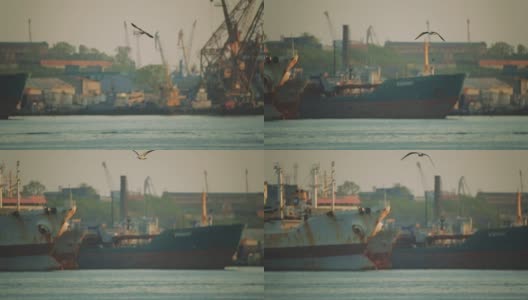 船在港口。海鸥在港区的水面上飞翔。货船高清在线视频素材下载
