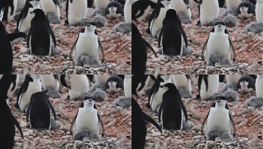 南极洲的帽带企鹅群落高清在线视频素材下载
