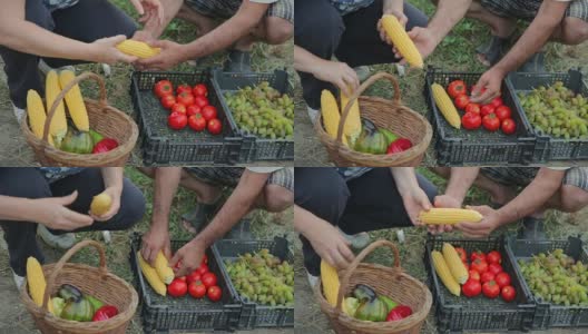 俯视图的特写镜头的柳条篮子与成熟的季节水果和蔬菜从您自己的花园没有化学和杀虫剂。农民们正在挑选自己种的西红柿、玉米、保加利亚胡椒和葡萄高清在线视频素材下载