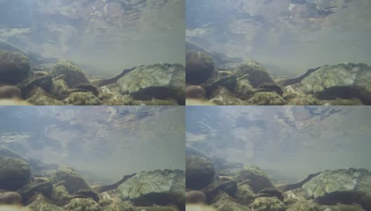超高清4K水下景观高清在线视频素材下载