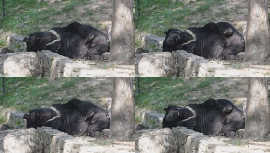 亚洲黑熊(黑熊)在地上玩耍高清在线视频素材下载