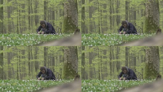 摄影师准备拍摄森林中的鲜花高清在线视频素材下载