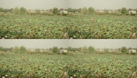 农民收集莲子荚(Nelumbo Nucifera)高清在线视频素材下载