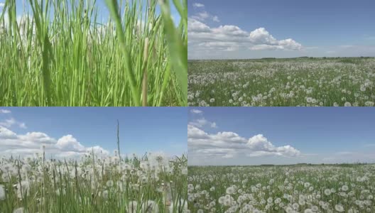 白色的蒲公英田在夏日阳光明媚的日子里，以天空为背景，用白云相机从下往上移动高清在线视频素材下载