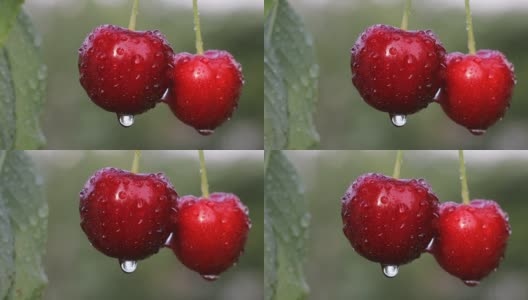 雨后孤独的一对樱桃高清在线视频素材下载