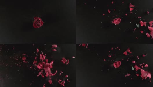 红玫瑰花在超慢镜头中爆炸高清在线视频素材下载