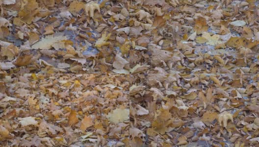 花园里的秋叶地毯特写高清在线视频素材下载
