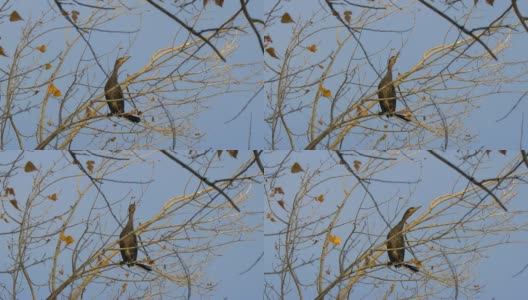 黑鸟坐在没有叶子的树上高清在线视频素材下载