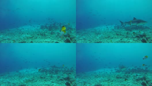 虎鲨在浅水珊瑚礁底部觅食-印度洋，福瓦穆拉岛，马尔代夫，亚洲高清在线视频素材下载