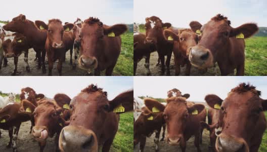 有趣的奶牛肖像与广角镜头:疯狂好玩的牛高清在线视频素材下载