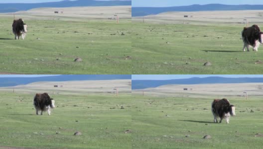 蒙古一头长毛牦牛、西藏公牛、吐鲁番牛。高清在线视频素材下载