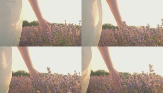 女手在薰衣草的田野里，抚摸着花朵。热爱自然，温柔和美丽。日落。芳香疗法，石油，农业。高清在线视频素材下载
