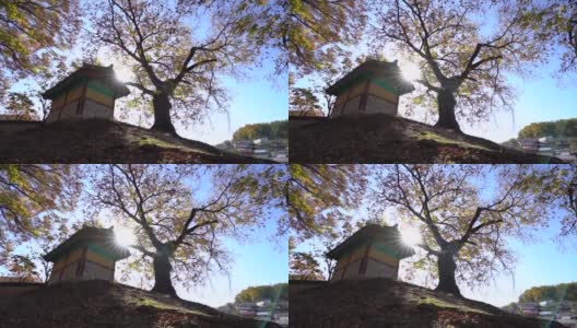 秋天的枫树高清在线视频素材下载