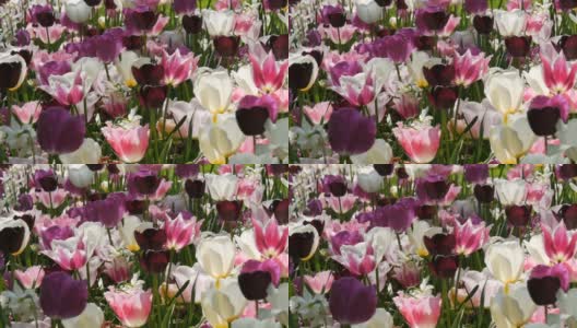 美丽的盛开着黑色，紫色和紫色的郁金香在公园里的田野里阳光高清在线视频素材下载
