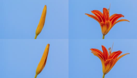 一朵百合花在蓝色背景上盛开、生长和旋转，时间间隔为4k。盛开的百合花。高清在线视频素材下载