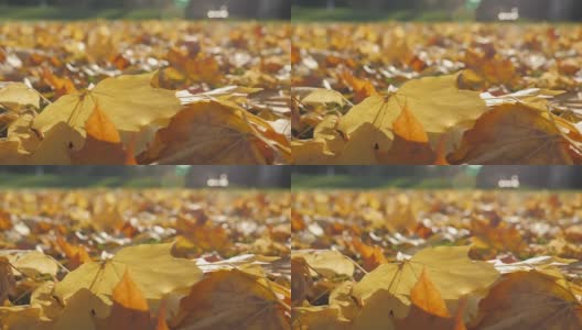 随风飘动的枫叶散落在地上高清在线视频素材下载