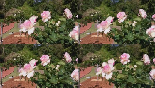 在阳光明媚的日子里，粉红色和白色的玫瑰在微风中摇曳。高清在线视频素材下载