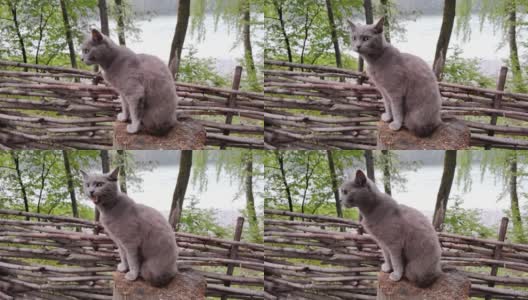 有趣的灰猫在户外洗澡。绿色的叶子和水的自然背景高清在线视频素材下载