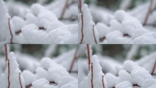 在印度喜马偕尔邦的马纳里，树枝被雪覆盖的特写镜头。冬天的背景。雪把树枝覆盖在雪里。冬季背景与复制空间高清在线视频素材下载