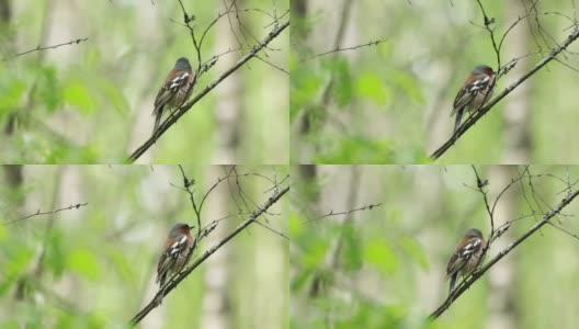 普通的苍头燕雀歌唱，清洁自己，在一个美丽的春天夜晚在爱沙尼亚的北方森林飞走。高清在线视频素材下载