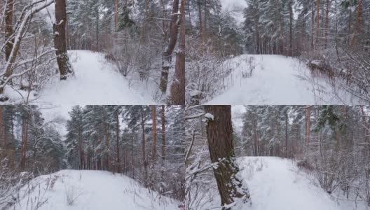 在降雪期间的冬季松树和落叶林的部分高清在线视频素材下载