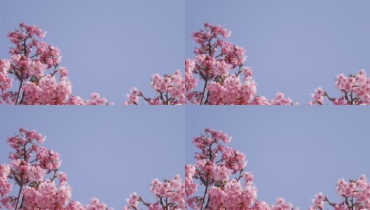 一段樱花和鸟儿在春风中摇曳的视频。高清在线视频素材下载