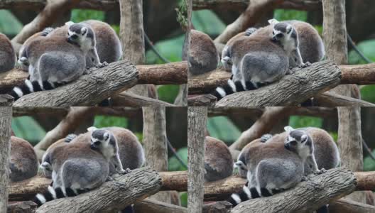 环尾狐猴(狐猴猫)在一个紧密的群体中睡觉高清在线视频素材下载