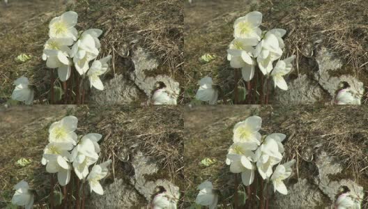 高清:春天的花朵高清在线视频素材下载