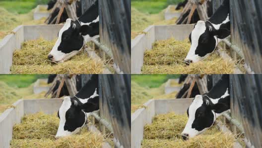 泰国农场的奶牛高清在线视频素材下载