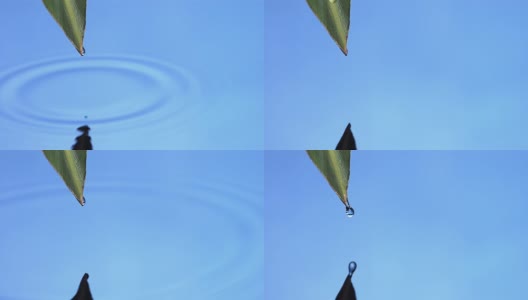 高清超级慢动作:水滴从树叶上滴下来高清在线视频素材下载