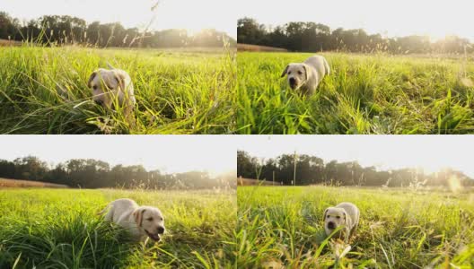 慢动作小狗在高草地上奔跑高清在线视频素材下载
