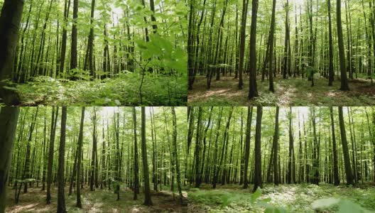 HD CRANE:春天的森林高清在线视频素材下载