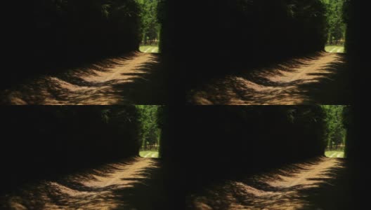 树林里的一条小路高清在线视频素材下载