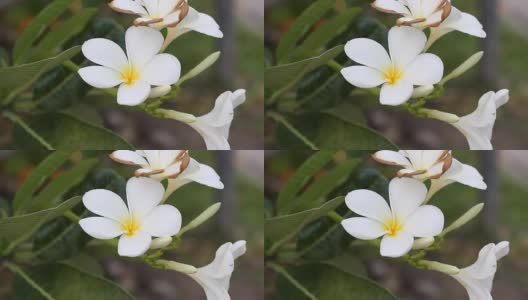 鸡蛋花花高清在线视频素材下载