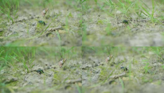 一只甲虫在草地上行走的4K电影镜头。（4）高清在线视频素材下载