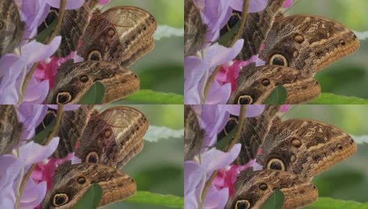 近距离观察蝴蝶在充满活力的花朵上——皇家花园高清在线视频素材下载