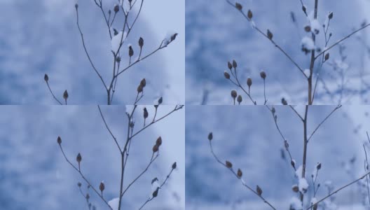 冬天的自然背景。孤独生长的无叶植物，被雪打破。雪覆盖着。植物的特写与模糊的雪景背景高清在线视频素材下载