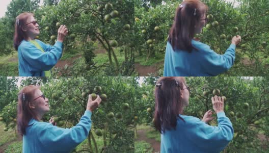 亚洲妇女采摘有机桔子桔子树农场。高清在线视频素材下载