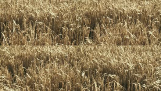 HD SLOW-MOTION: Wheat Field高清在线视频素材下载