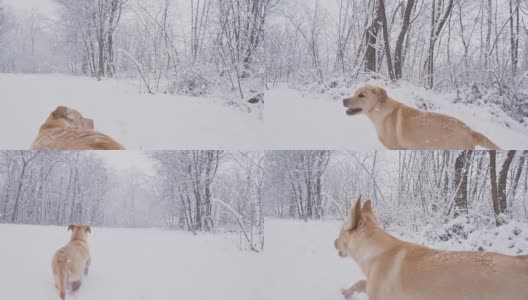 慢动作狗在冬天的森林里奔跑高清在线视频素材下载